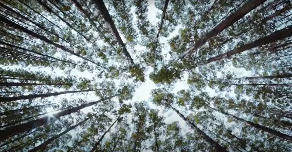 O gigante da celulose! Mato Grosso do Sul celebra 48 anos de história consolidado como potência na exportação de celulose do Brasil